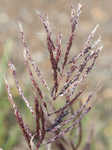 Pitted beardgrass
